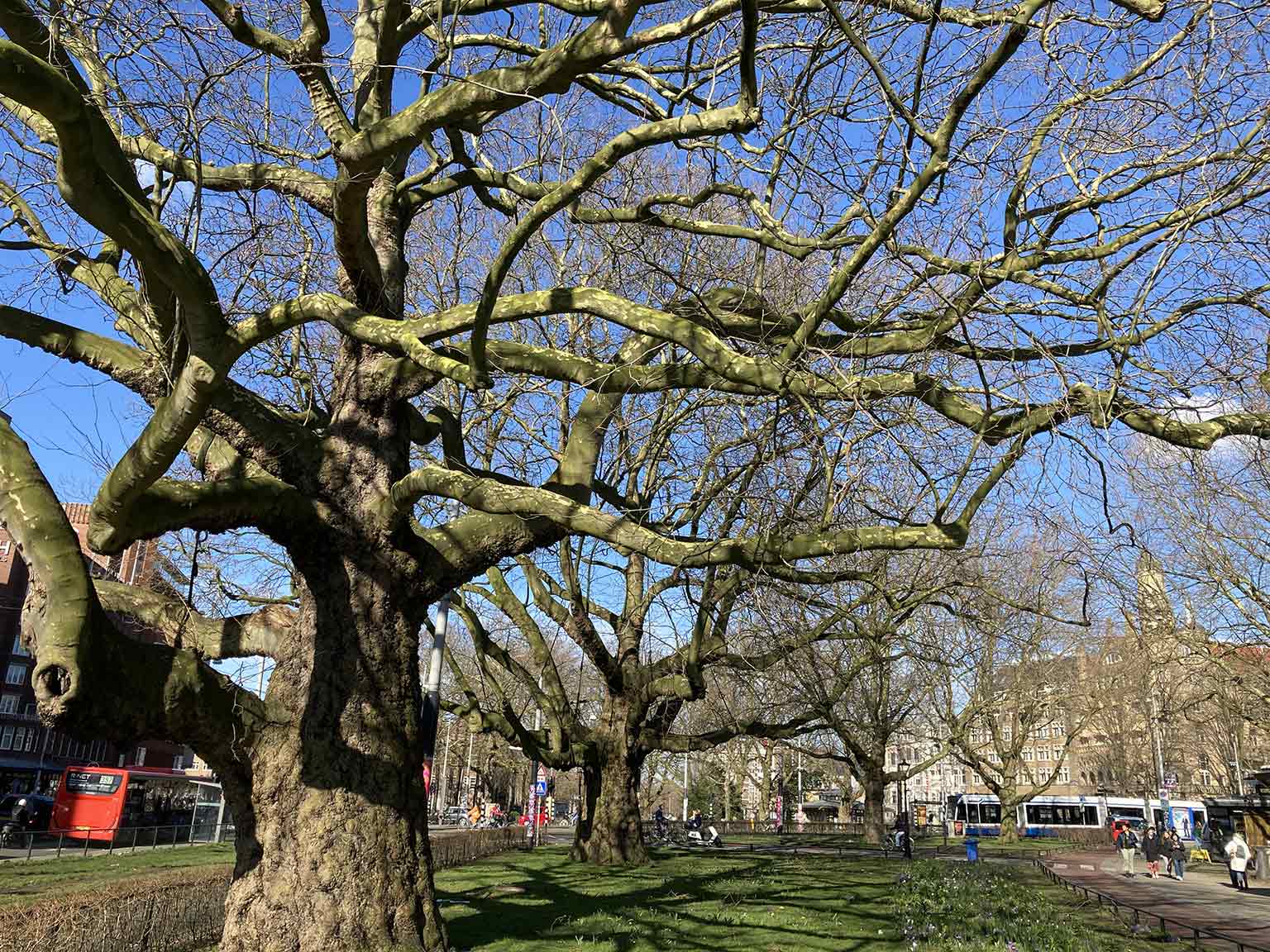 Southern part of Leidsebosje, Amsterdam, with plane trees from 1865