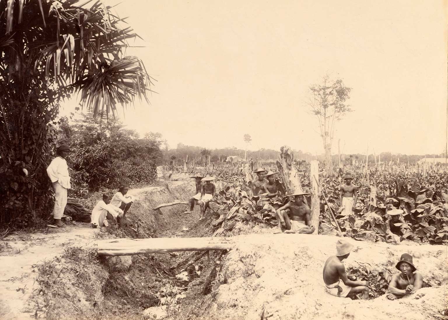 Koelies op een tabaksplantage in Sumatra, tussen 1890 en 1900
