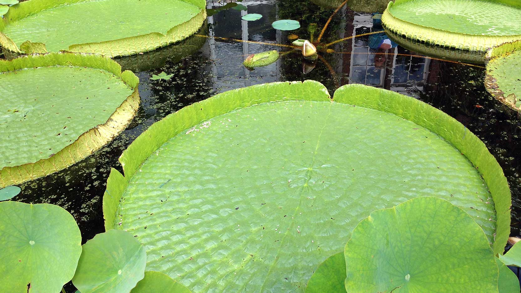 Hortus Botanicus, Amsterdam, Victoria amazonica water lily