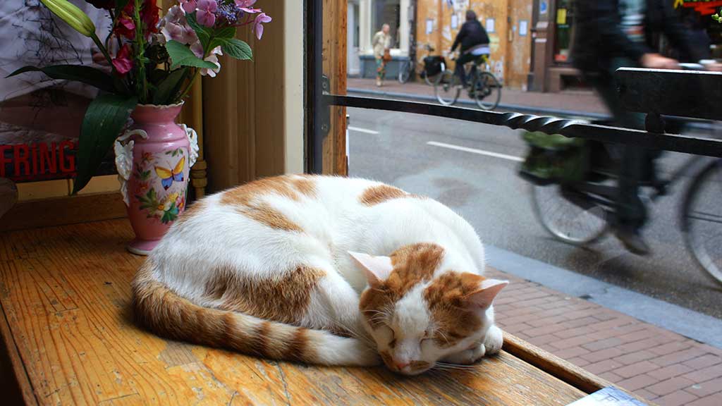 Amsterdam, City Cats - Impressions Gallery