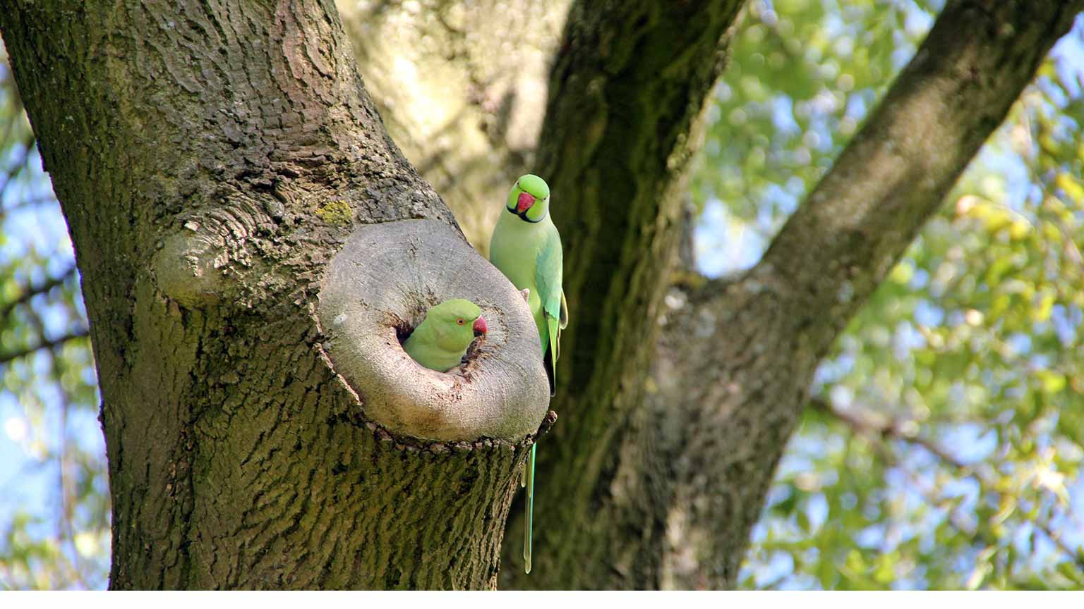 Two roseringed paraqueets in a tree in the Vondelpark, Amsterdam